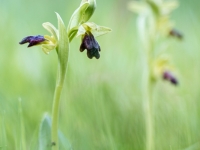 Ophrys fusca