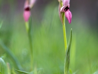 Dos patitos desfilando