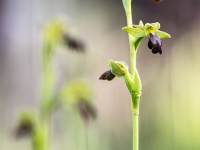 En el bosque me adentrare