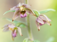 Epipactis tremolsii