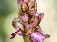 Hymantoglossum robertianum