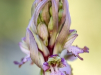 Hymantoglossum robertianum