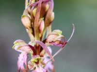 Hymantoglossum robertianum
