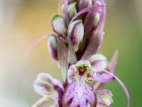 Hymantoglossum robertianum