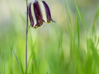 Fritillaria