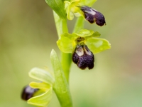 Ophrys fusca