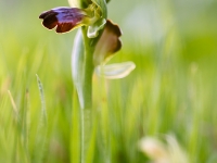 Ophrys fusca