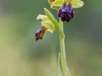 Ophrys fusca