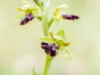 Ophrys fusca