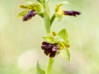 Ophrys fusca