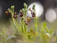 Las speculum y la luna