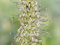 Himantoglossum hircinum