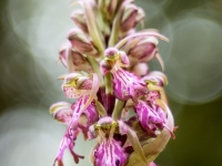 Himantoglossum robertianum