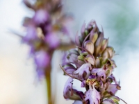 Himantoglossum robertianum