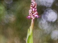 Himantoglossum de fiesta