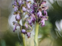Himantoglossum robertianum