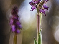 Himnatoglossum robertianum