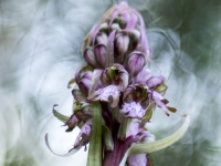 Himantoglossum robertianum