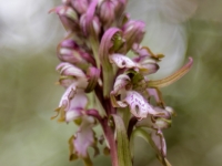 Himantoglossum robertianum