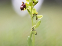 La bombyliflora y la gota