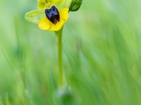 Ophrys lutea