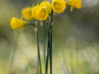 Narcisos