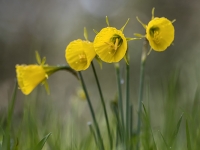 Narcisos