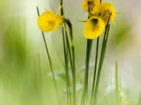 Narcissus bulbocodium