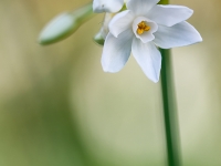 Narcissus papyraceus