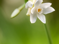 Narcissus papyraceus