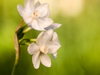 Narcissus papyraceus