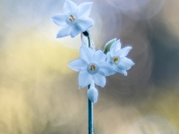Narcissus papyraceus
