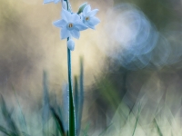 Narcissus papyraceus