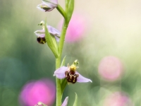 Ophrys apifera