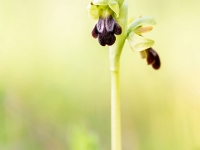 Ophrys fusca
