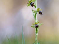 Ophrys fusca