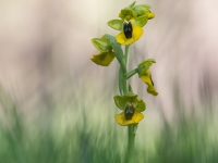 Ophrys lutea