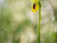 Ophrys lutea