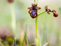 Ophrys speculum