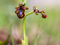 Ophrys speculum