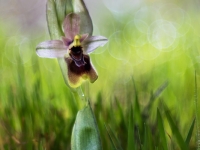 Ophrys tentfredinifera