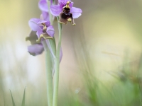 Ophrys tenthredinifera