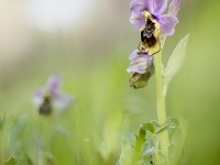 Ophys tenthredinifera