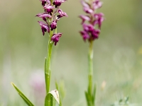 Orchis coriophora