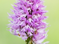 Orchis italica