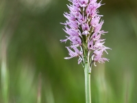 Orchis italica