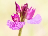 Orchis papilionacea