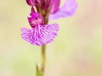 Orchis papillionacea