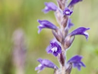 Orobanche