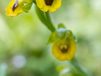 Ophrys lutea